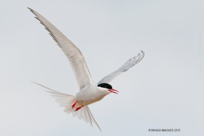 Arctic Tern, Churchill, Manitoba