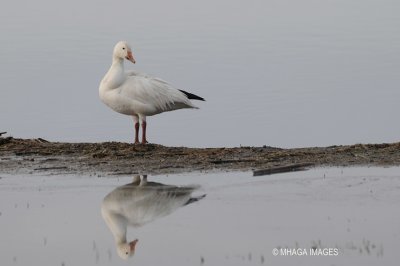 Snow Goose