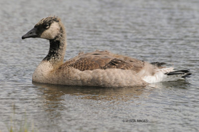 Canada Goose, juvenile