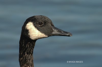 Canada Goose