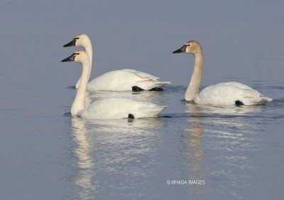 Tundra Swans, 2 adults and 1 juvenile