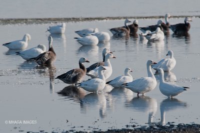 Snow and Ross's Geese