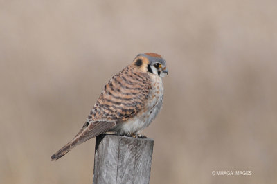 American Kestrel