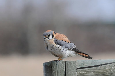 American Kestrel