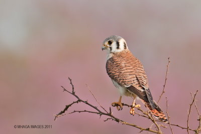 American Kestrel