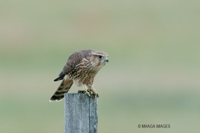 Merlin