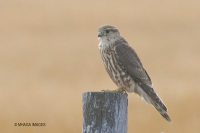 Merlin