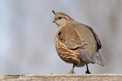 California Quail, female, Osoyoos, British Columbia