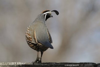 California Quail, male, Osoyoos, British Columbia