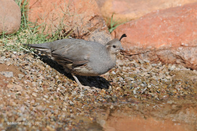 Gambel's Quail, female, Arizona