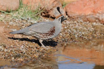 Gambel's Quail, male, Arizona