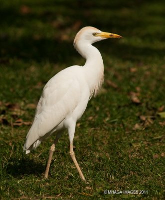 Cattle Egret, Ecuador