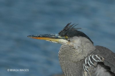 Great Blue Heron