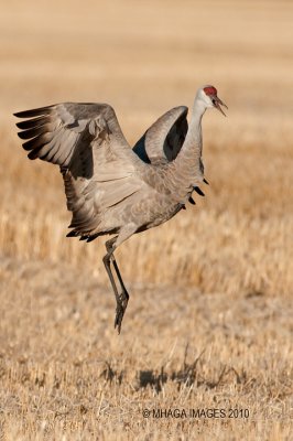 Sandhill Cranes