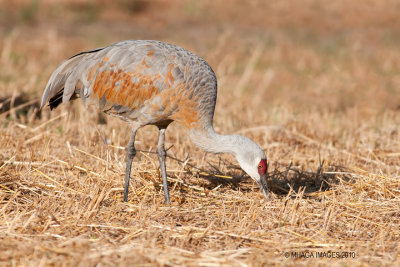 Sandhill Cranes