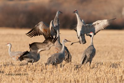 Sandhill Cranes