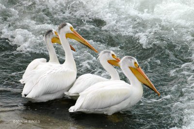 American White Pelican