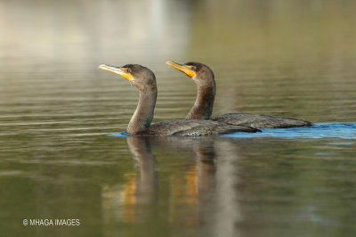 Double-crested Cormorant