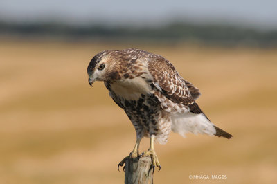 Red-tailed Hawk