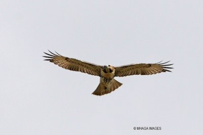 Red-tailed Hawk