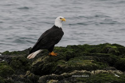 Bald Eagle, Victoria, British Columbia