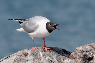 Bonaparte's Gull