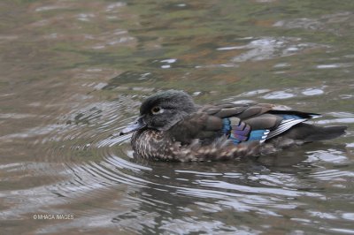 Wood Duck, female