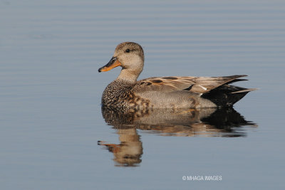 Gadwall, male