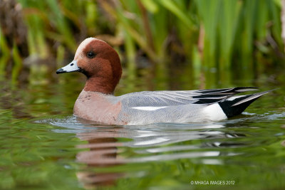 Eurasian Wigeon, male