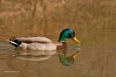 Mallard, male