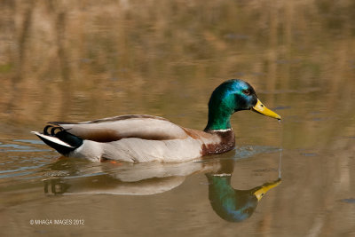 Mallard, male