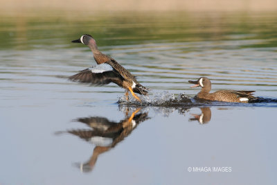 Blue-winged Teal, males