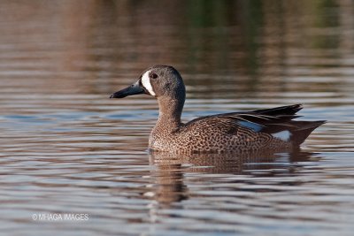 Blue-winged Teal