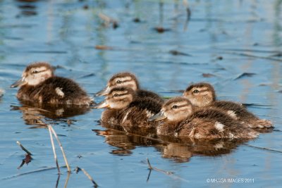 Blue-winged Teal, juveniles