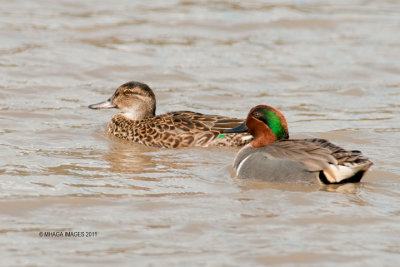 Green-winged Teal, pair