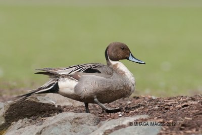 Northern Pintail, male