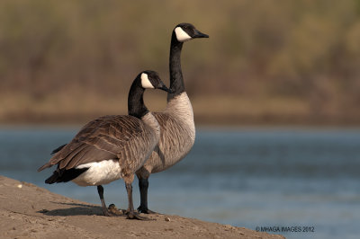 Canada Geese