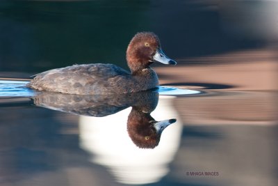 Redhead, fall, Lakeview Park, Saskatoon