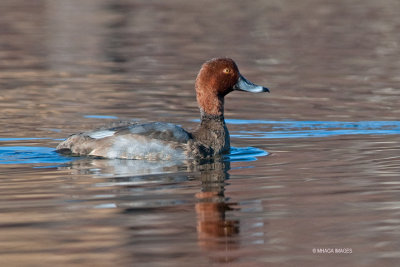 Redhead, male, Lakeview Park, Saskatoon