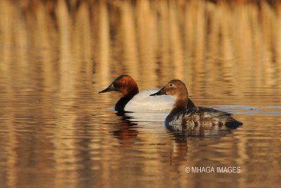 Canvasback, pair, Lakewood Park, Saskatoon