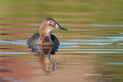 Canvasback, female, Lakewood Park, Saskatoon