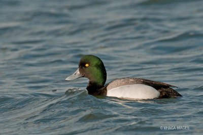 Greater Scaup, male (6573)