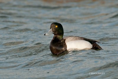 Greater Scaup, male (6597)
