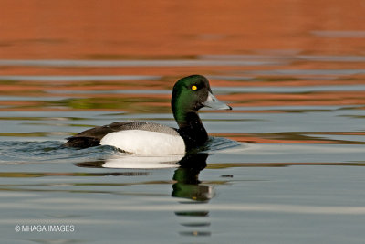 Greater Scaup, male( 6730)