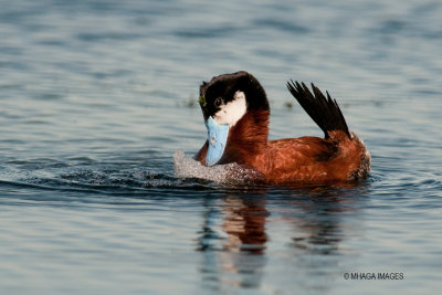 Ruddy Duck, male (6332)
