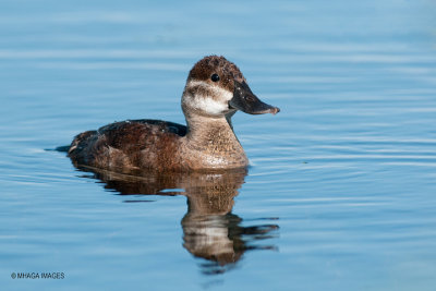 Ruddy Duck, female (6259)