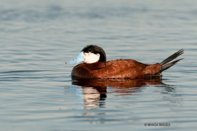 Ruddy Duck, male (6270)