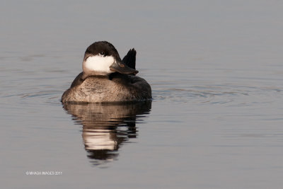 Ruddy Duck, male, fall (9017)