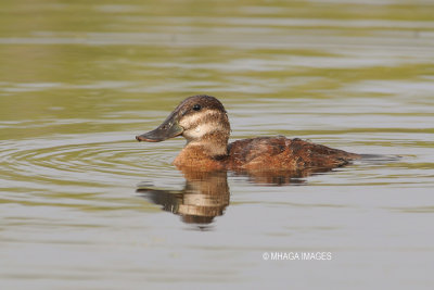 Ruddy Duck, female