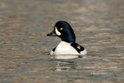 Barrow's Goldeneye, male (8507)